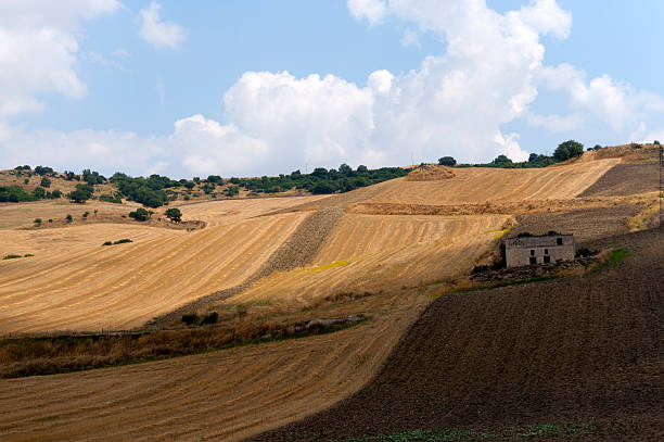 istock Between Puglia and Basilicata (Italy): Country landscape at summer 121977436