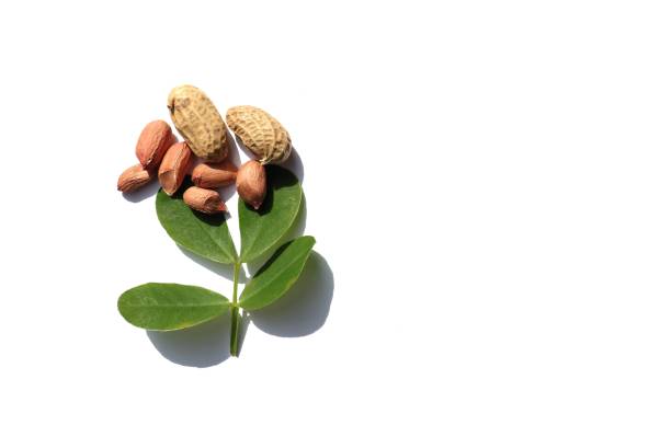 Top View of Peanut Leaves and Pods Isolated on White Background with Copy Space for Texts Writing in Horizontal Orientation.
