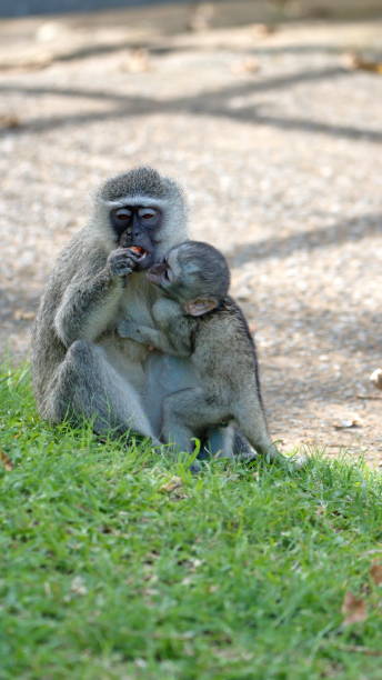 istock Vervet monkey mother and baby 1219775997
