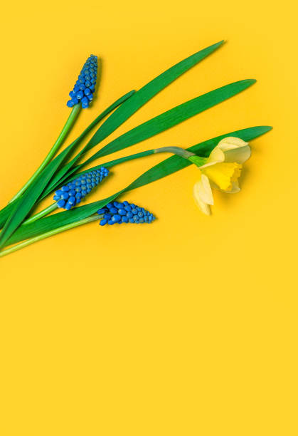 istock Blue spring muscari on a yellow background 1219776013