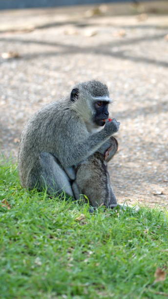 istock Vervet monkey mother and baby 1219776657