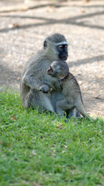 istock Vervet monkey mother and baby 1219776860