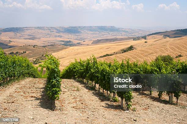 Foto de Paisagem Da Basilicata Perto De Forenza No Verão Vinhedo e mais fotos de stock de Agricultura