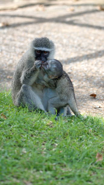 istock Vervet monkey mother and baby 1219777271