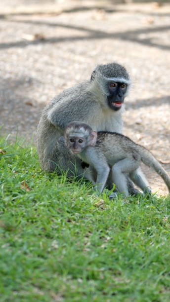 istock Vervet monkey mother and baby 1219777283