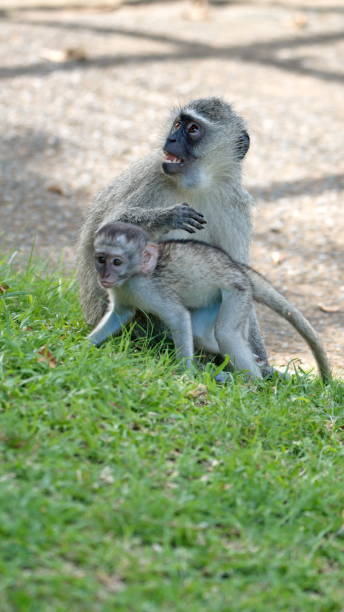 istock Vervet monkey mother and baby 1219777372