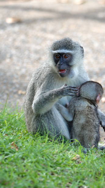 istock Vervet monkey mother and baby 1219777478