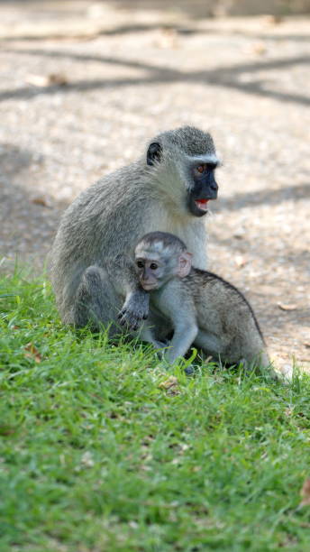 istock Vervet monkey mother and baby 1219777484