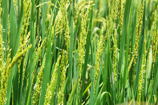 Detail closeup of ears of rice in fields near Kumarakom, Kerala., South India