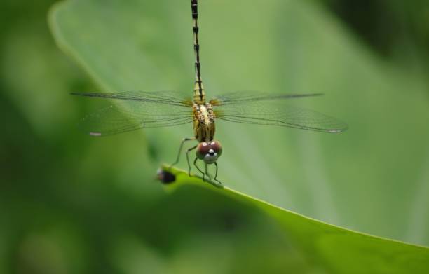 istock Chalky Percher or Ground Skimmer Dragonfly Holding a Leaf with Selective Focus 1219778316