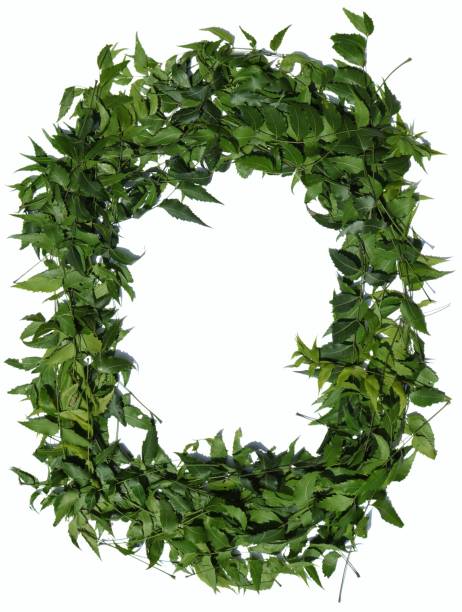 istock Azadirachta Indica Leaves or Neem Leaves Frame 1219778491