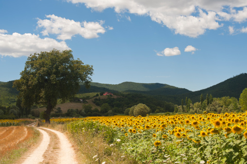 Landscape between Lazio and Umbria (Italy) at summer with sunflowers