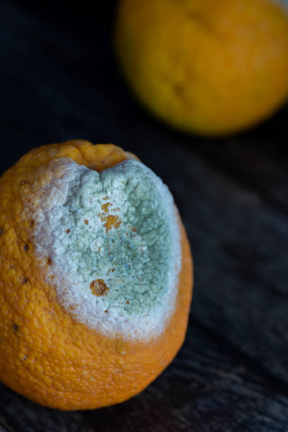 istock Rotten oranges, mouldy orange on a black background 1219779625