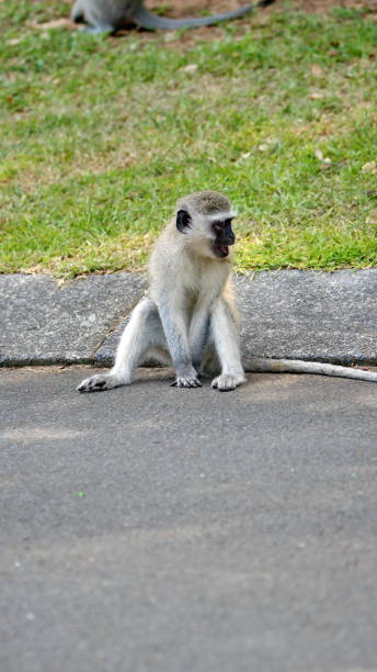 istock Vervet monkey sitting on a curb 1219779923