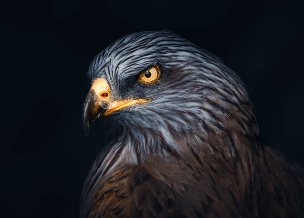 Ferruginou Hawk A atnospheric portrait of a Ferruginou Hawk, native to North America falcon bird stock pictures, royalty-free photos & images