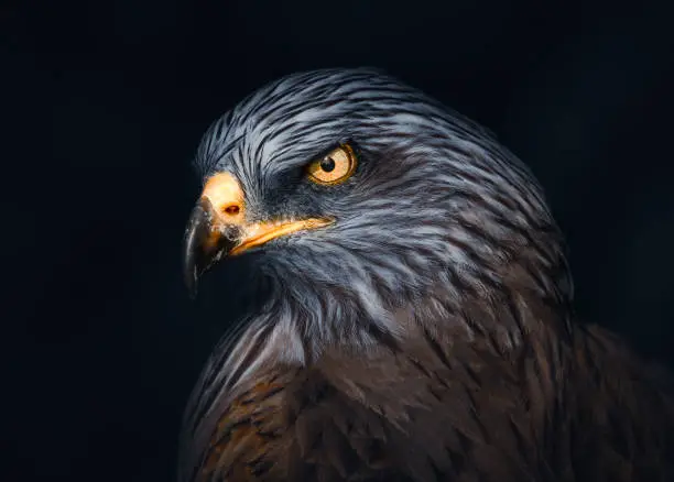 A atnospheric portrait of a Ferruginou Hawk, native to North America