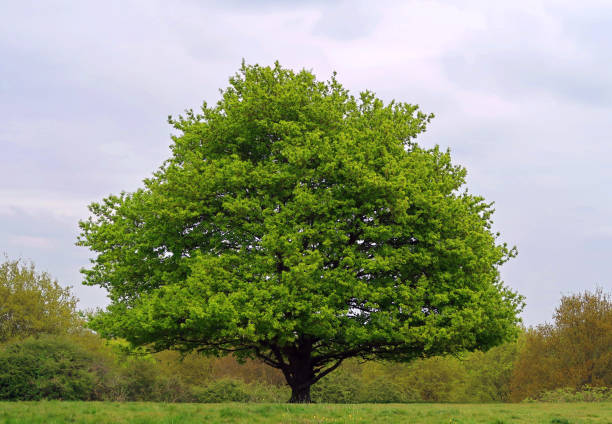 istock Single large green tree on the horizon in natural parkland 1219780005