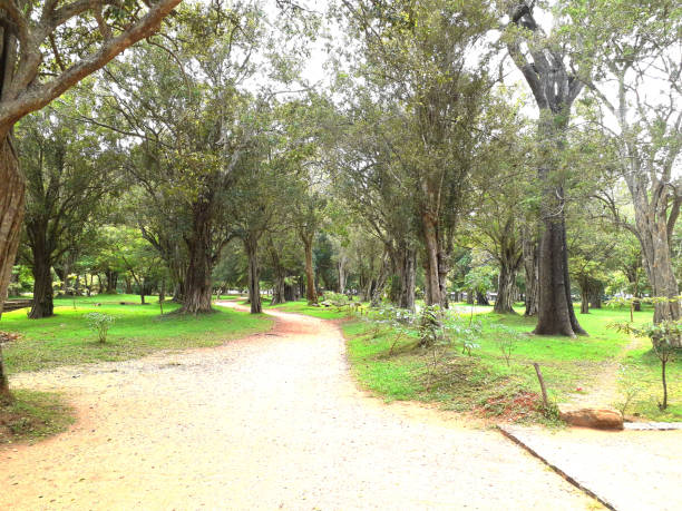 istock Amazing natural place in sri lanka 1219780030