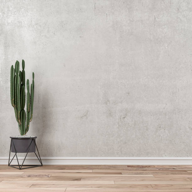 fondo de pared vacío con cactus a la izquierda - poinsettia flower potted plant plant fotografías e imágenes de stock