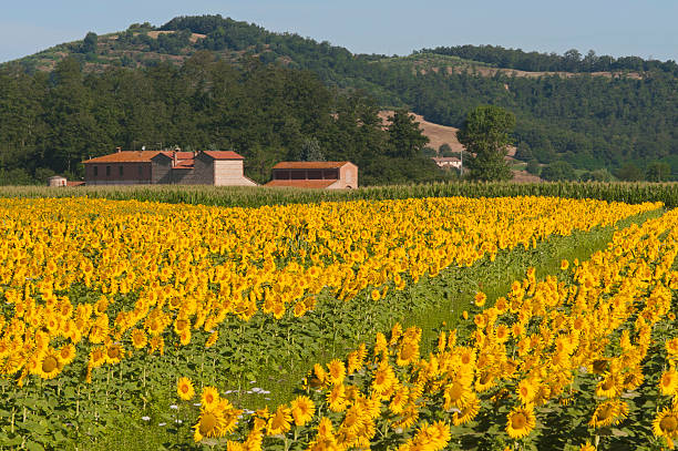 istock Landscape with sunflowers in Tuscany (Siena) 121978067