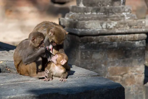 Monkey family holding a baby at a sacred temple in Nepal