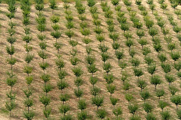 istock Trees at summer near Montepulciano (Siena, Tuscany, Italy) 121978228