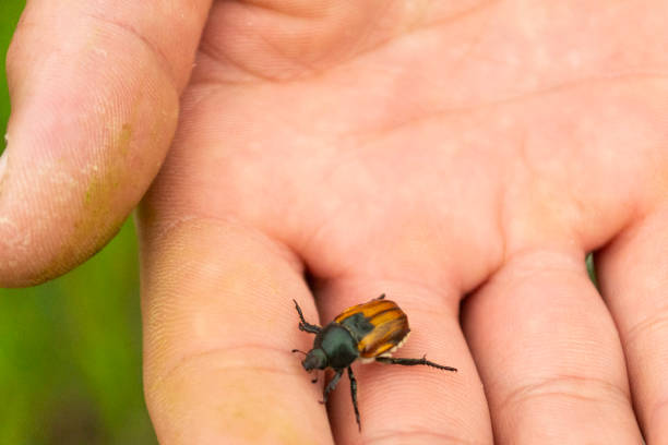 istock A large brown beautiful beetle creeps on a man's hand. Sunny summer day. 1219782740