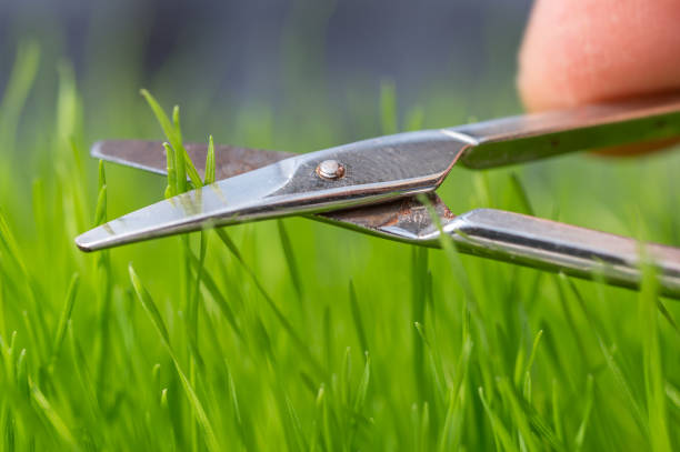 istock cut the lawn with nail scissors 1219784815