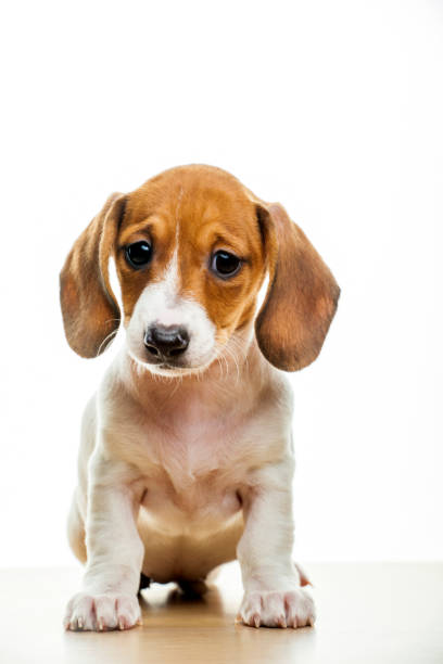 istock image of dog white background 1219784929