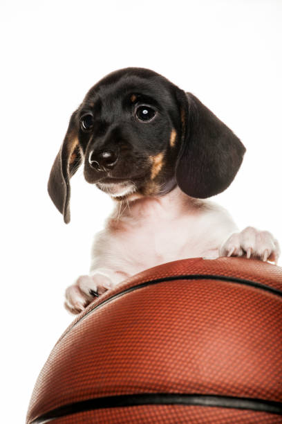 istock image of dog basketball white background 1219784944