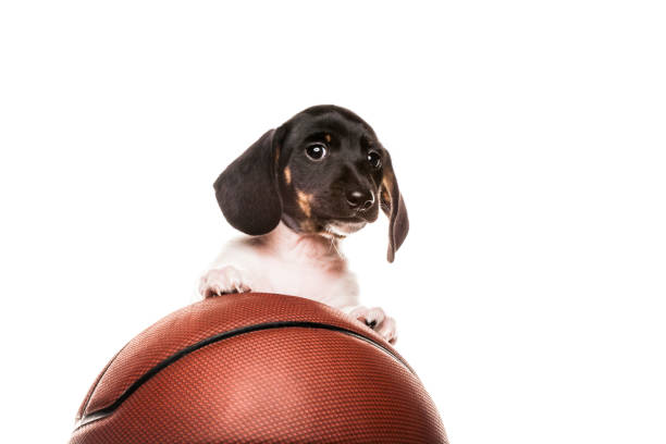 istock image of dog basketball white background 1219785069