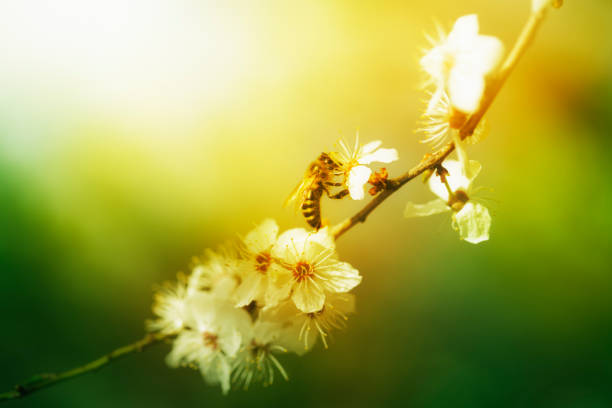 bee pollinating plum blossoms in spring - growth tree spirituality tranquil scene imagens e fotografias de stock