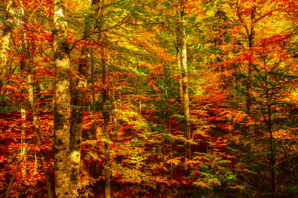istock Beautiful autumn landscape 1219785561