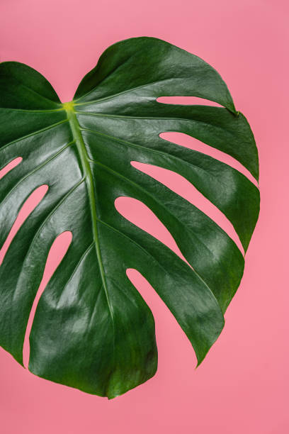 istock Tropical Plant On Pink Background 1219787930