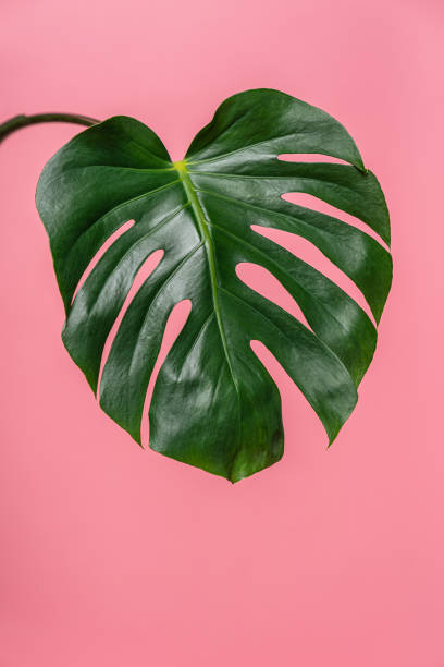 istock Tropical Plant On Pink Background 1219787957