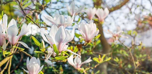 Flower of the lily tree in spring time