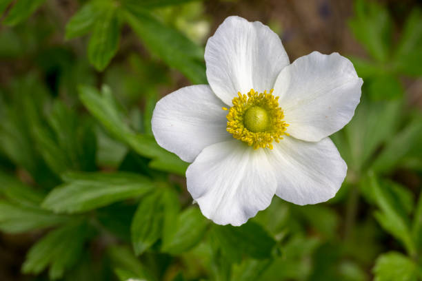 istock White Spring Flower - Anemone sylvestris 1219788542