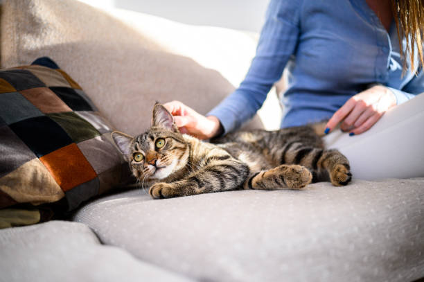 istock girl with a cat 1219789238