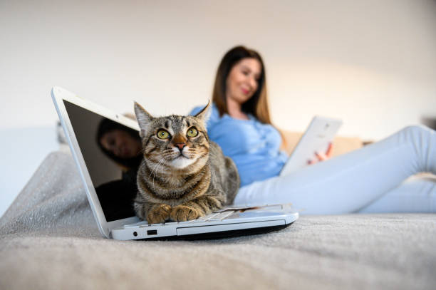istock girl with a cat 1219789513