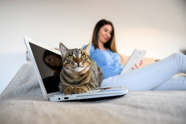 istock girl with a cat 1219789531