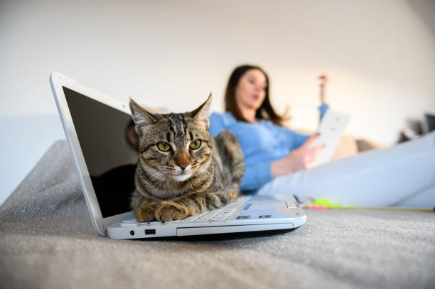 istock girl with a cat 1219789567