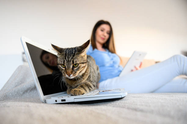 istock girl with a cat 1219789573