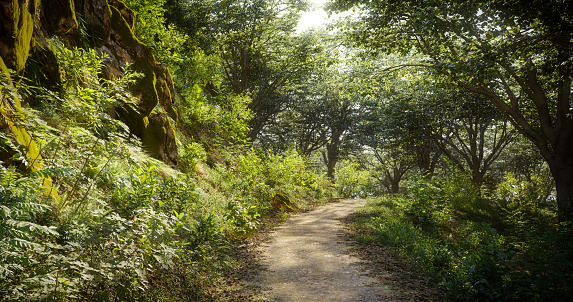 Digitally generated footpath in a dense deciduous forest on a sunny day.\n\nThe scene was rendered with photorealistic shaders and lighting in Corona Renderer 5 for Autodesk® 3ds Max 2020 with some post-production added.