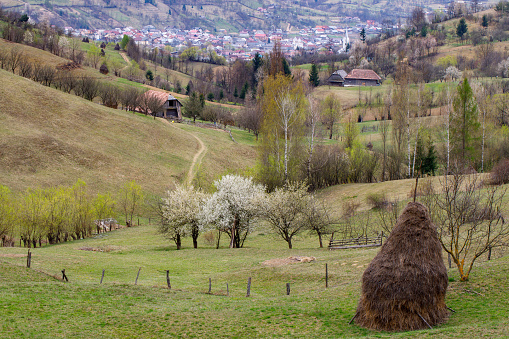 Spring landscape with blooming trees. Rural Scene. Transilvania, Romania