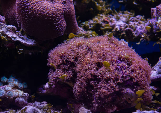 istock Colorful polyp aquacultured in reef aquarium 1219790360