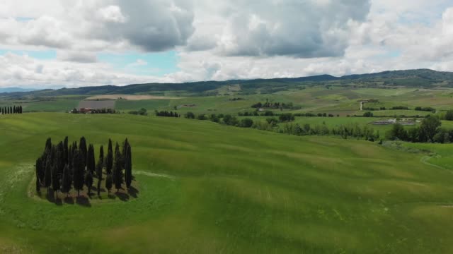 Drone aerial view of olive trees and vineyard , Tuscany,Italy