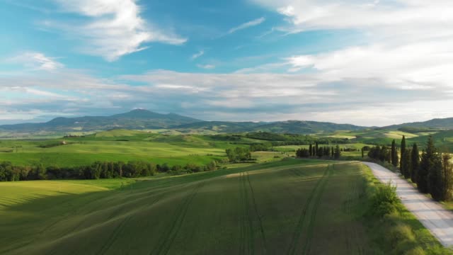 Drone aerial view of olive trees and vineyard , Tuscany,Italy