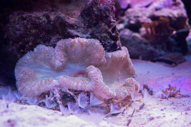 istock Pink polyp in a marine aquarium 1219790537