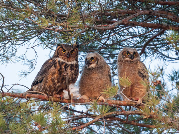 istock Great horned owl family 1219790584