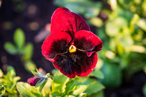 istock Beautiful multi-colored flowers with magical natural patterns grow in the open ground. 1219792040